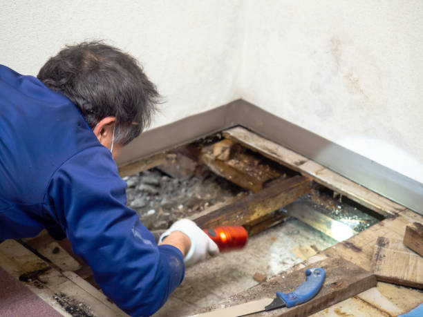 Best Residential Mold Removal  in Susitna North, AK
