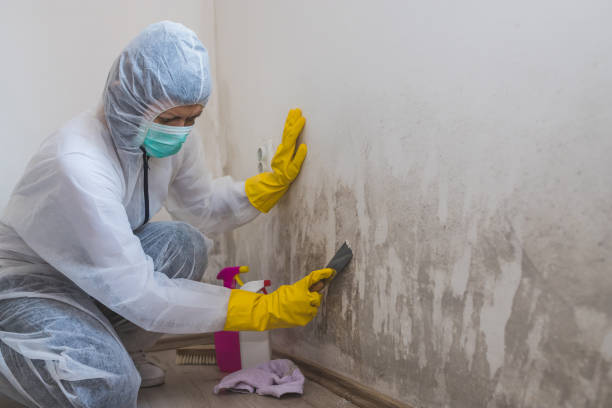 Best Professional Mold Removal  in Susitna North, AK