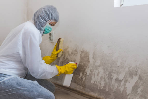 Best Fast Mold Removal  in Susitna North, AK