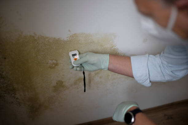 Best Attic Mold Removal  in Susitna North, AK