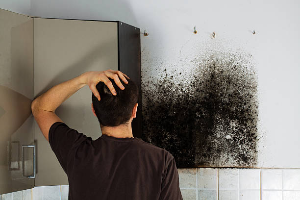 Best Mold Removal Company Near Me  in Susitna North, AK