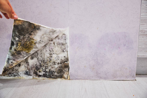 Best Mold Damage Repair  in Susitna North, AK